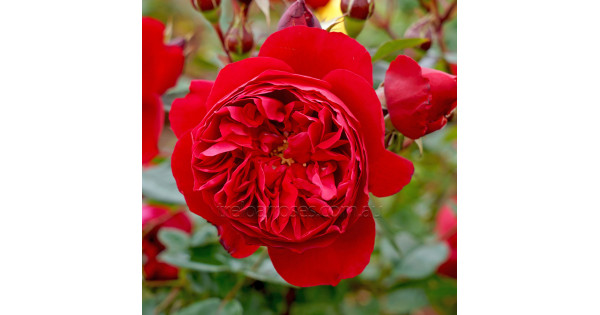 florentina climbing rose