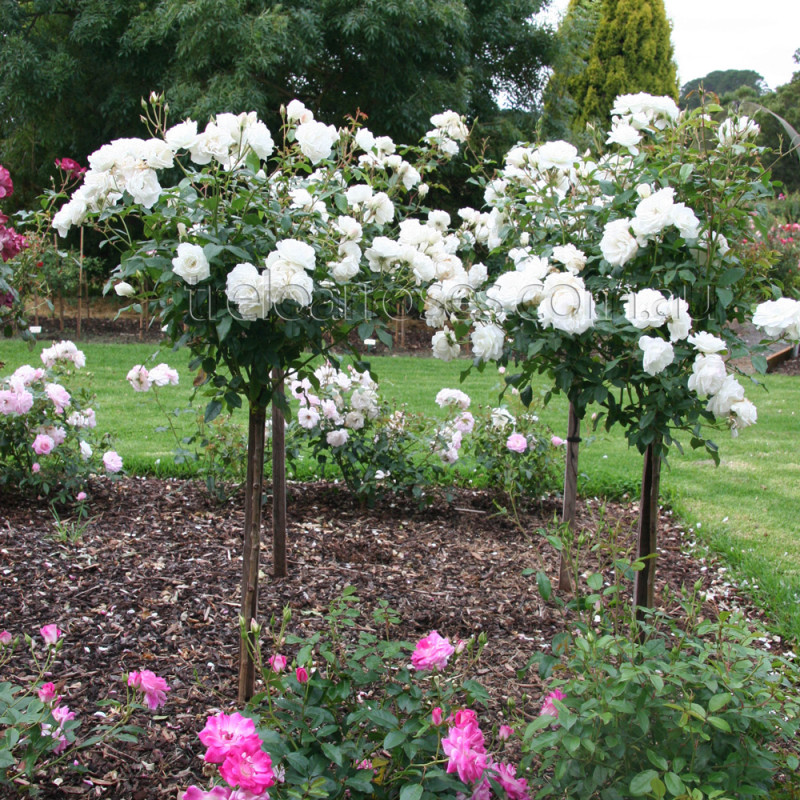 How Far Apart To Plant Standard Iceberg Roses