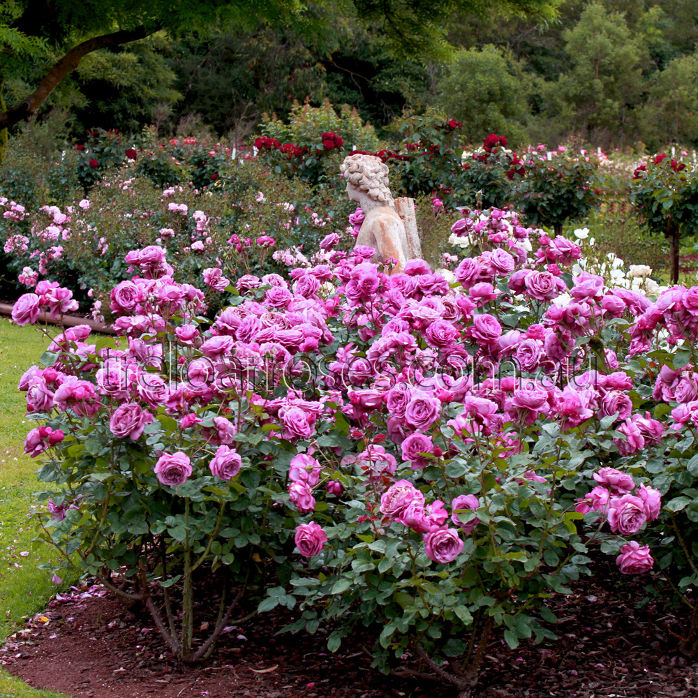 Transplant Australia's Thank You Rose