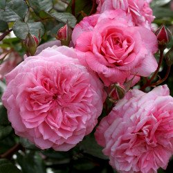 Modern Shrub Roses