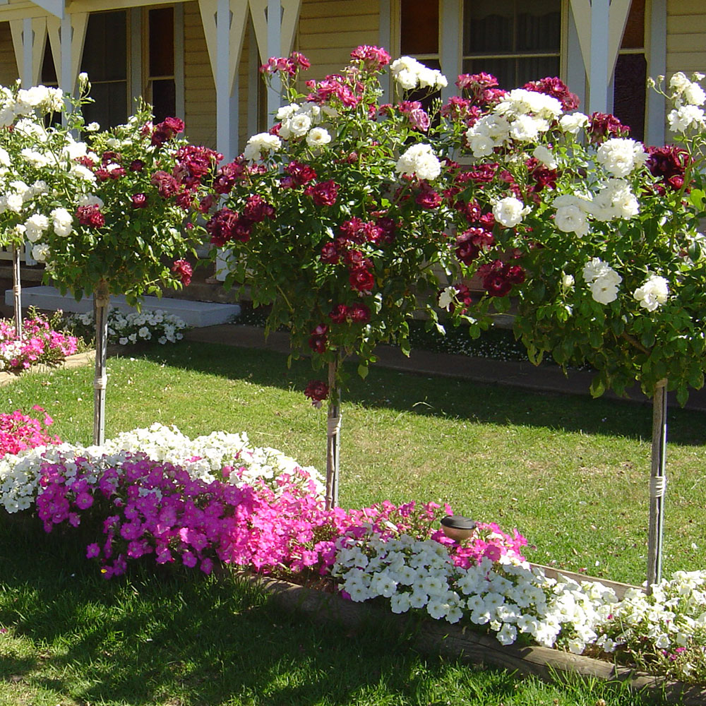 rose-iceberg-4ft-standard-hello-hello-plants