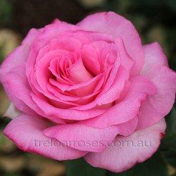 Perfume Passion (Potted Rose)