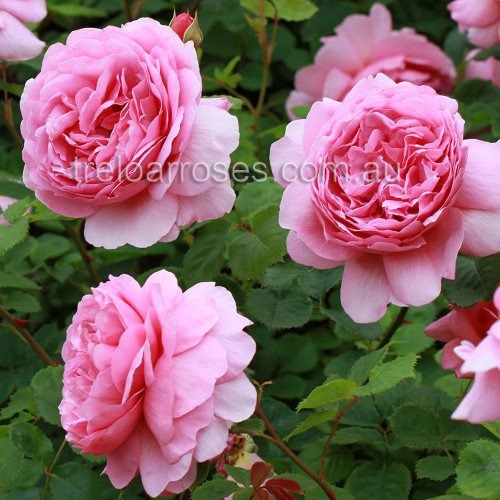 Princess Alexandra Of Kent - 90cm Standard