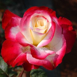 Double Delight Hybrid Tea Rose